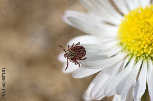 Tick (lat. Acarina) on a flower