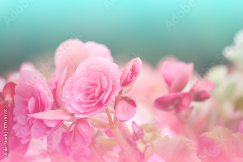 Roses  pastel  floral  nature.