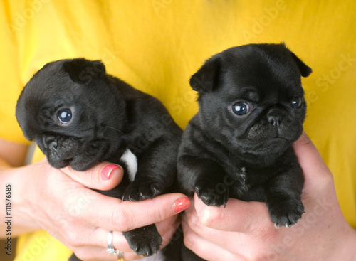 Two cute pug puppies