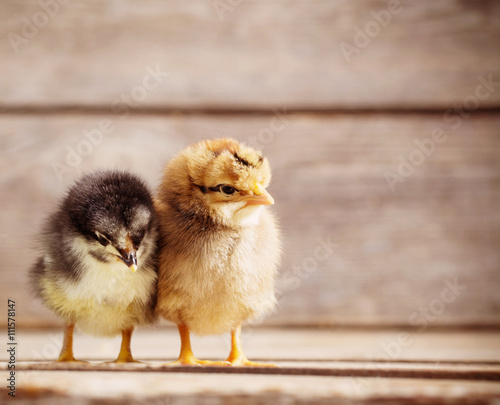 little  kid chick standing on wooden background photo