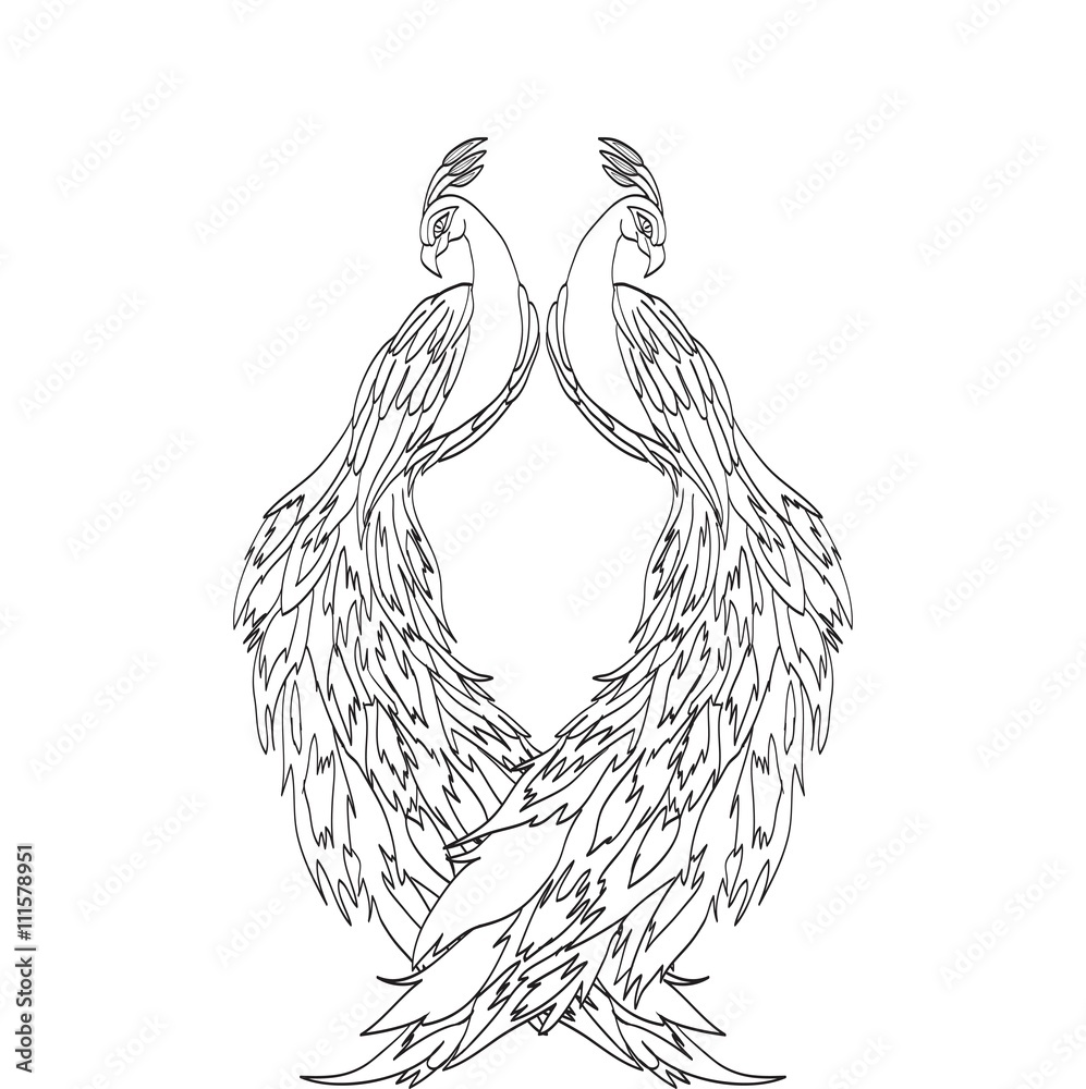 Fototapeta premium peacock sketch