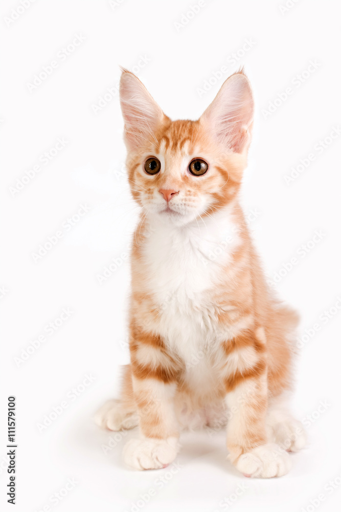 Obraz premium Little red kitten sitting on white background. Studio photography. 