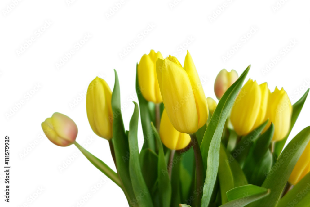 Tulpen freigestellt Tulpen freigestellt