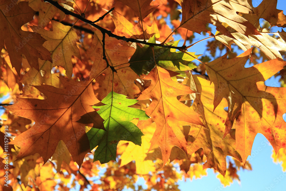 autumn leaves background autumn leaves background