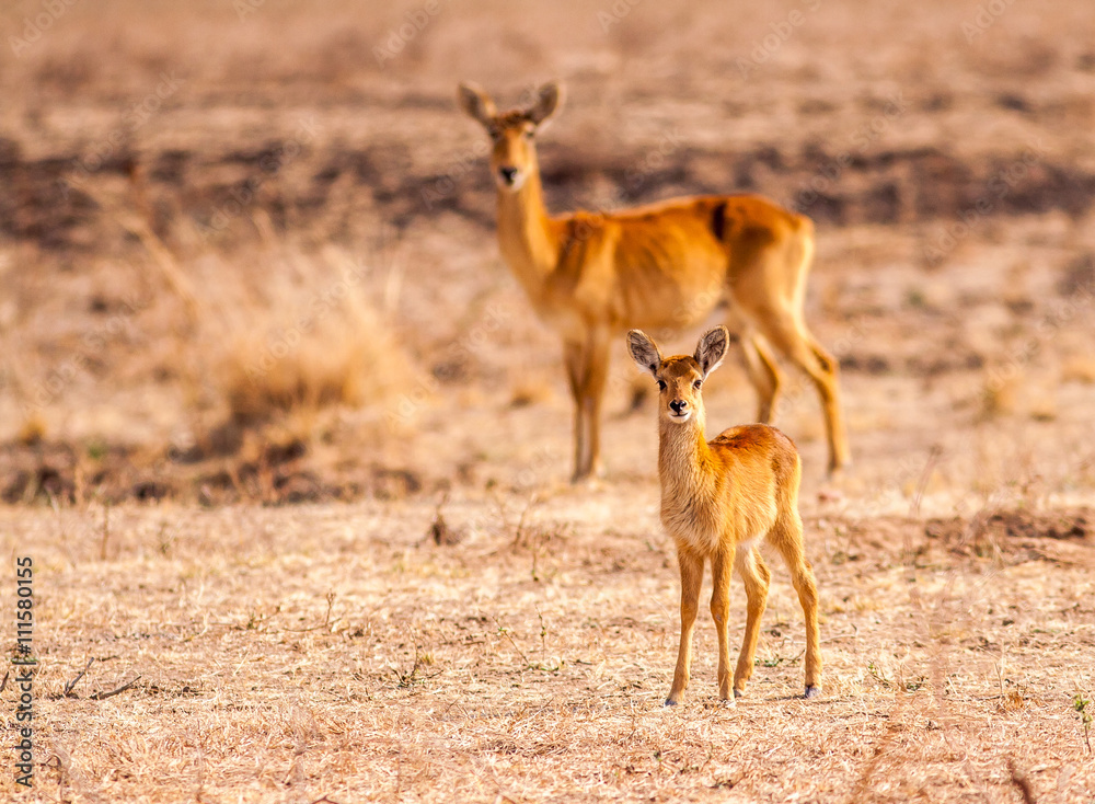 Wild Puku Antelope in South Luangwa National Park Wild Puku Antelope in South Luangwa National Park