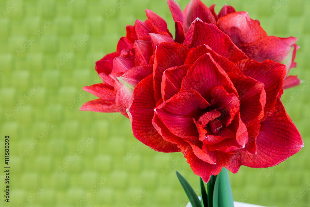 Amaryllis Cherry Nymph on green background.
Amaryllis Cherry Nymph on green background.