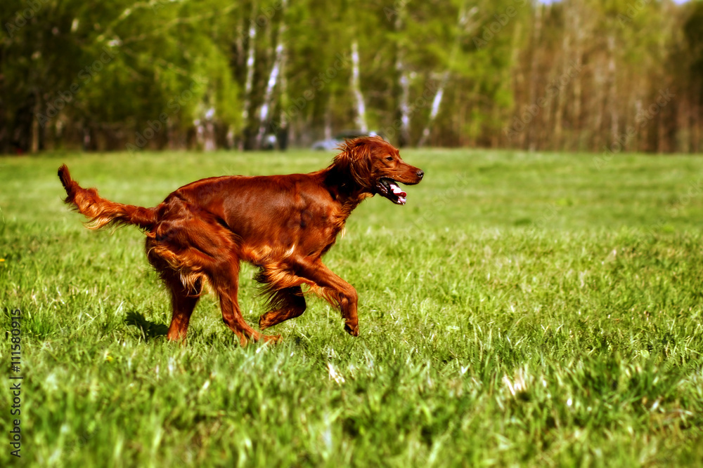 dog Irish setter running