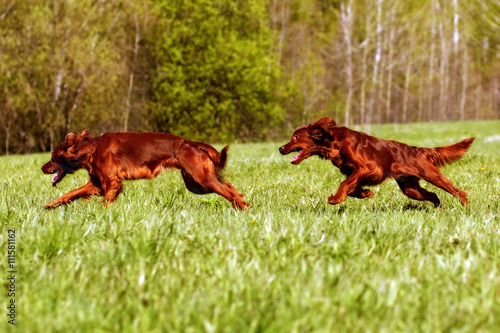 two Irish setter play