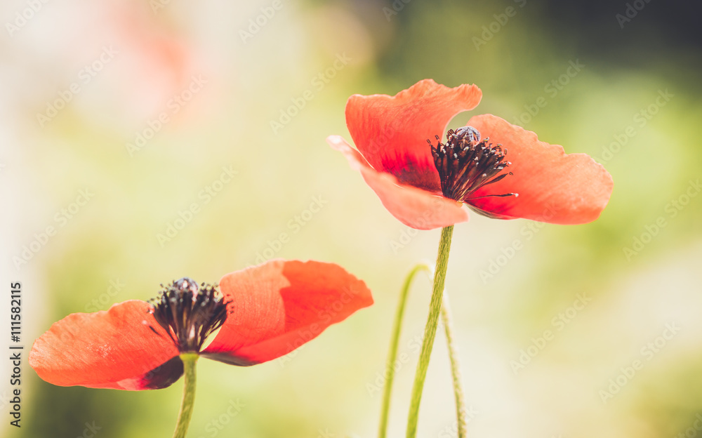 Fototapeta premium spring meadow with red poppies
