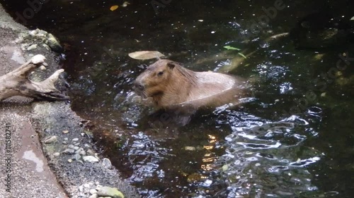 Capybara photo