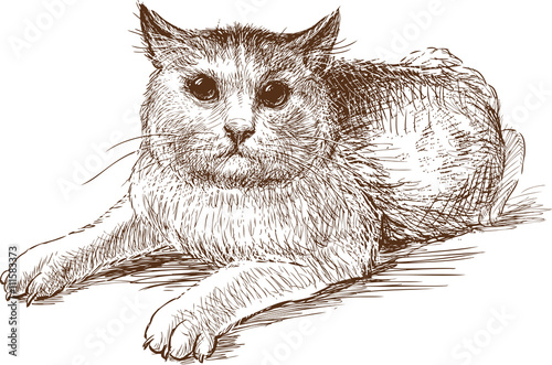 scared cat
