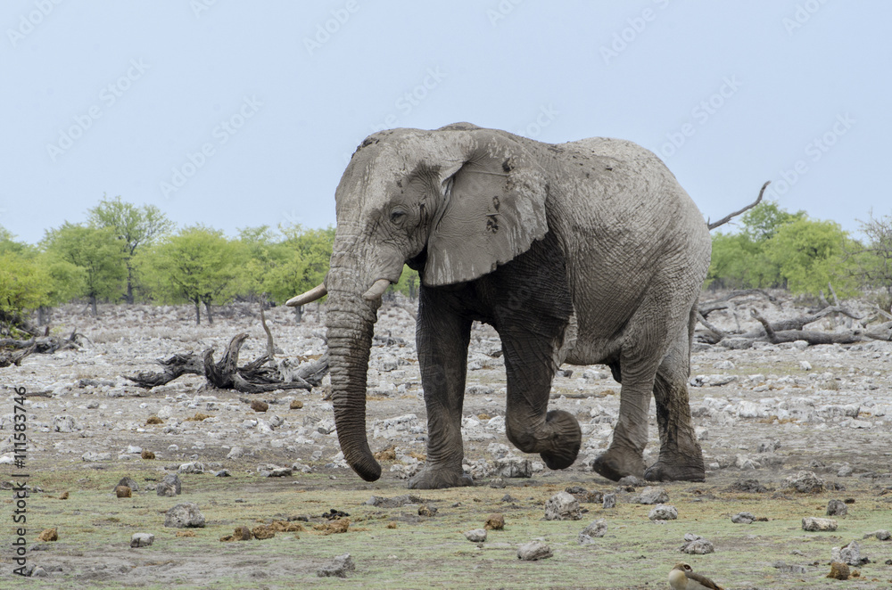 Obraz premium Elefant - Bulle