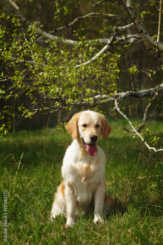 dog Golden Retriever sitting dog Golden Retriever sitting