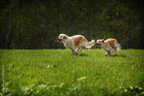 two dogs Golden Retriever