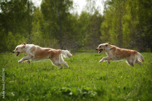 two dogs Golden Retriever fun run