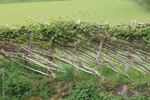 Hedge Laying