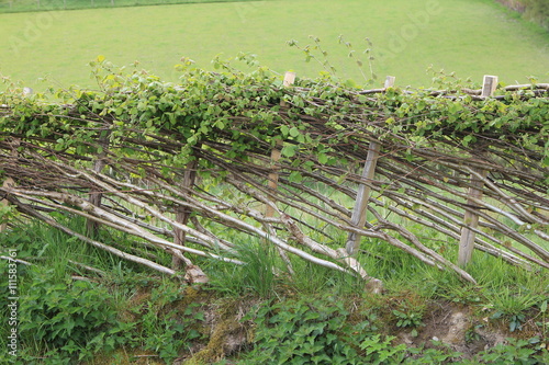 Hedge Laying photo