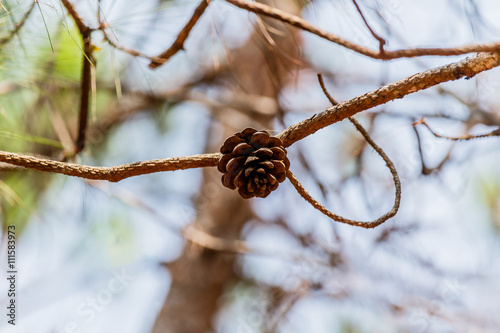 seeds of Khasiya Pine on forest moutaint in Phu Rua National Par photo