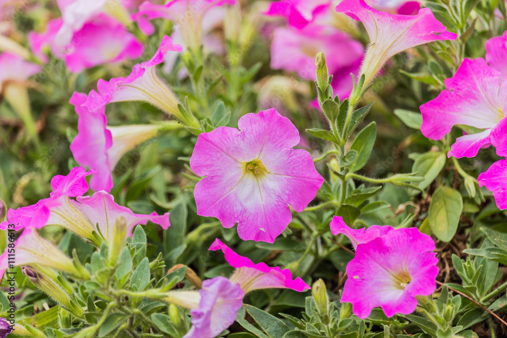 Petunia background colorful flowers Petunia background colorful flowers