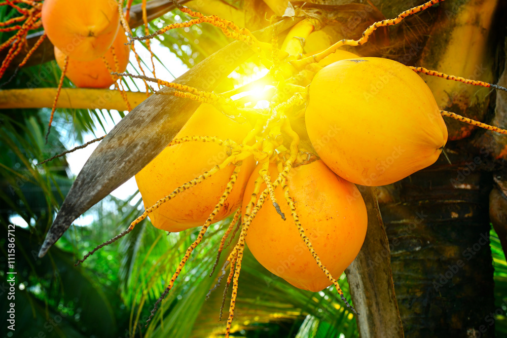Naklejka premium sunlight through the leaves of palm trees