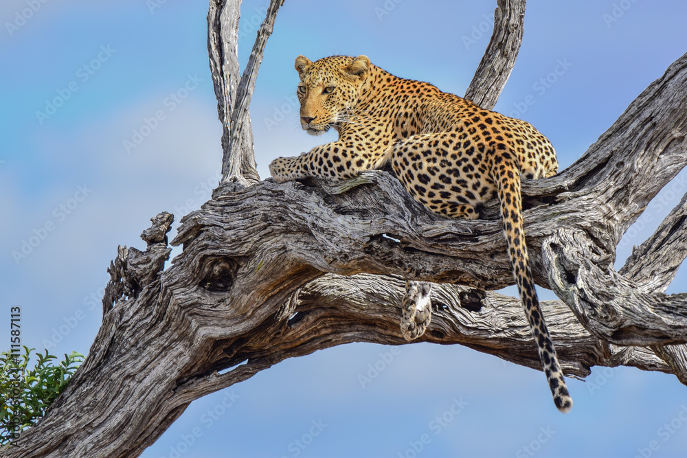 Naklejka premium Leopard female relaxing in a Leadwood tree