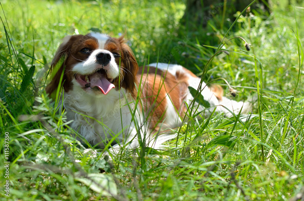 Charming Dog, Cavalier King Charles Spaniel (Blenheim), on green forest meadow