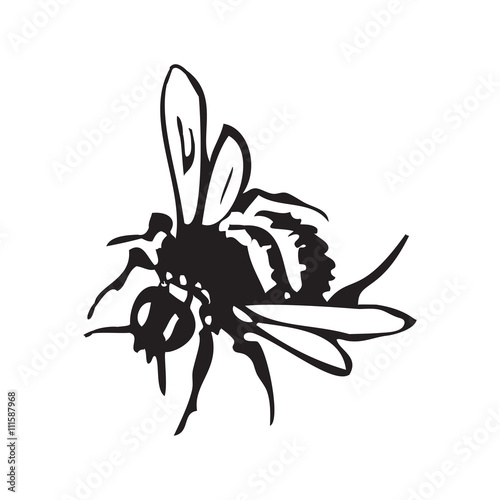 Vector engraving antique illustration of honey flying bee, isolated on white background. One  flying bee