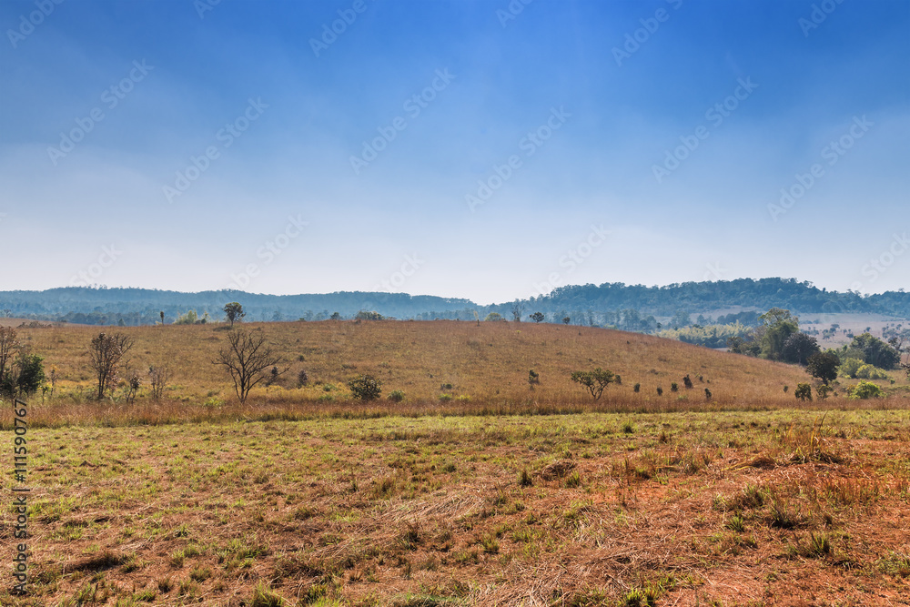 Savannah Landscape in Thailand Savannah Landscape in Thailand