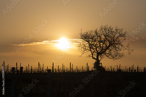 vineyard with tree near Velke Bilovice, Czech Republic