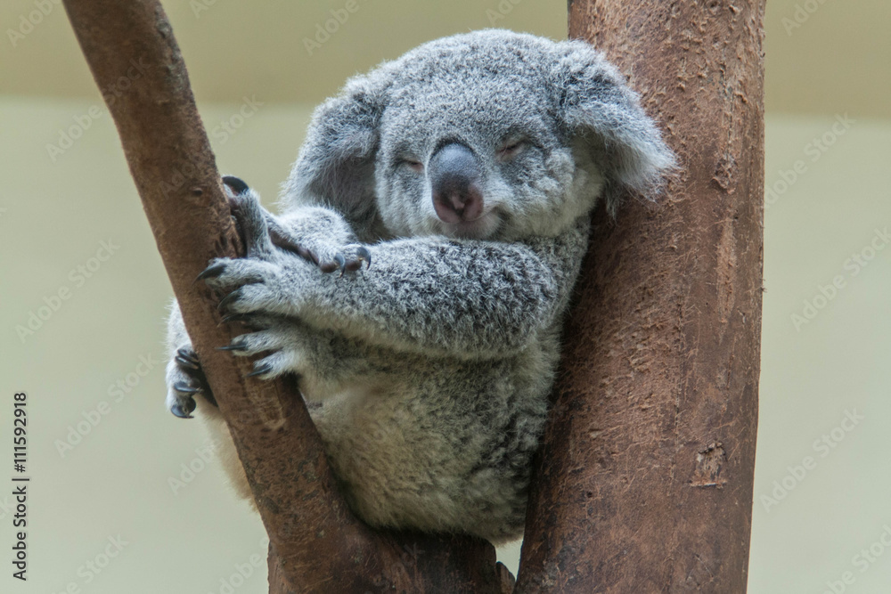 Naklejka premium koala odpoczywa i śpi na swoim drzewie