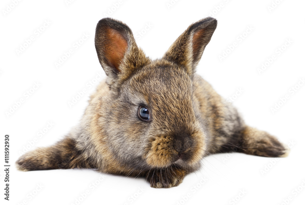Obraz premium Brown bunny rabbit.
