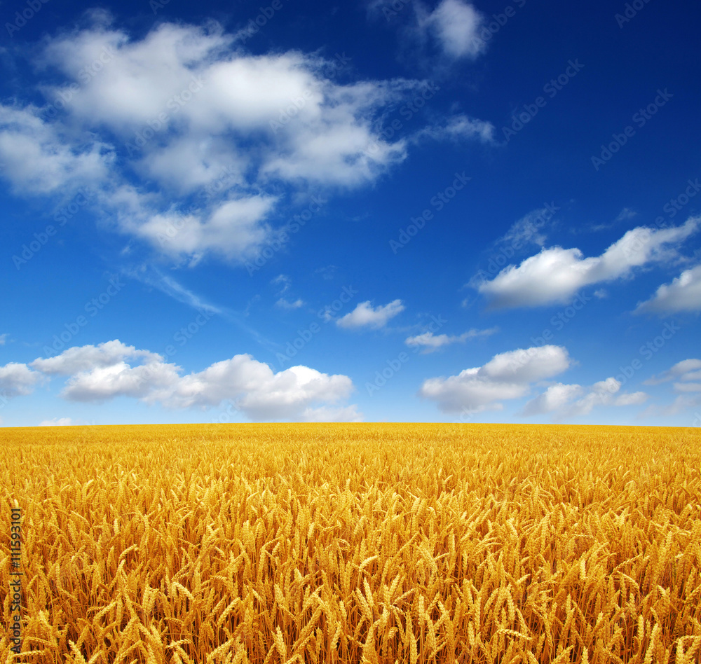 Naklejka premium wheat field and sky