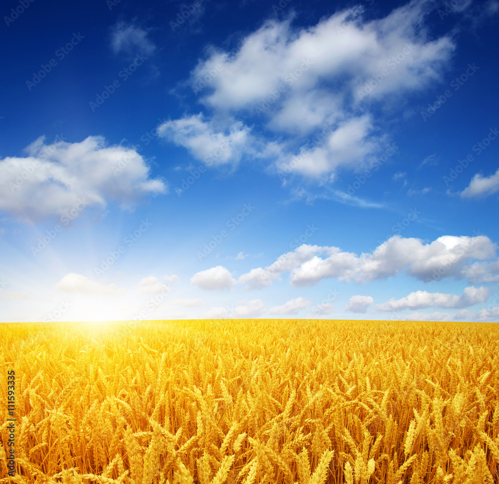 Naklejka premium wheat field and sun