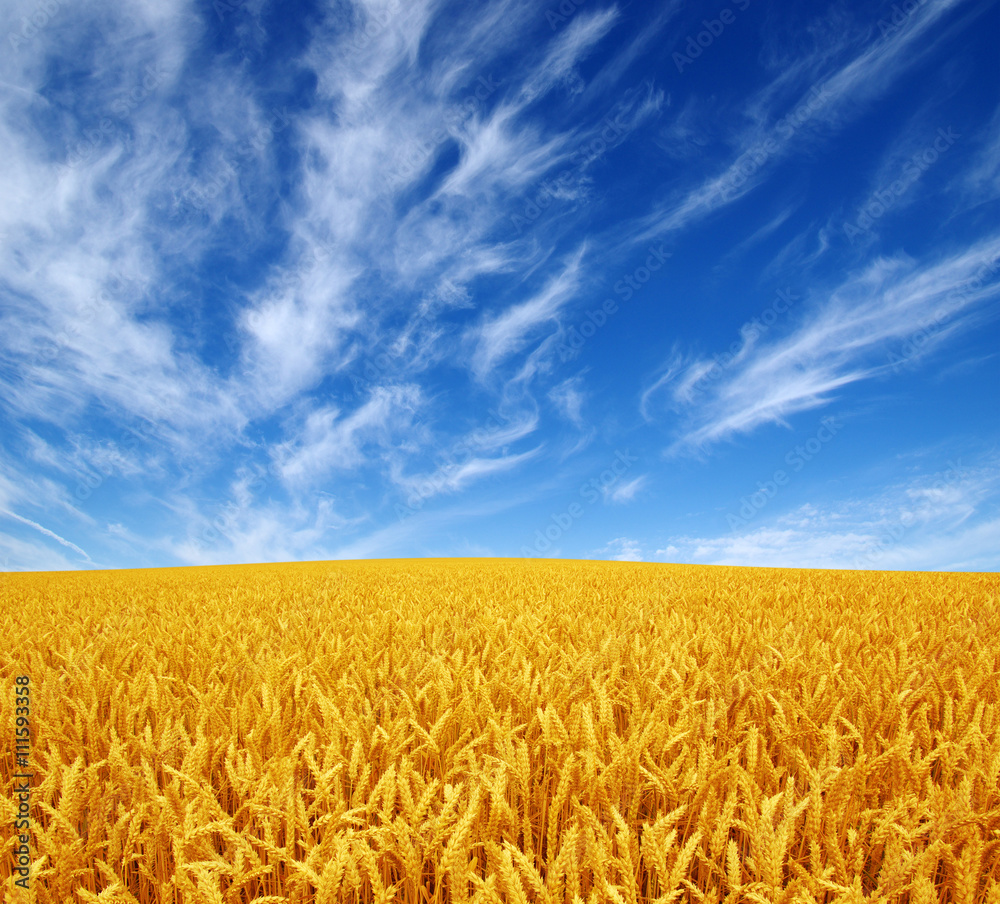 Naklejka premium wheat field and sky