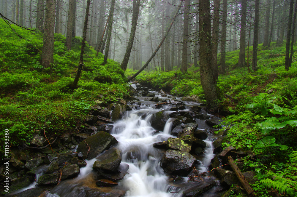 Creek in the woods