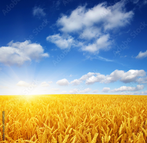 wheat field and sun