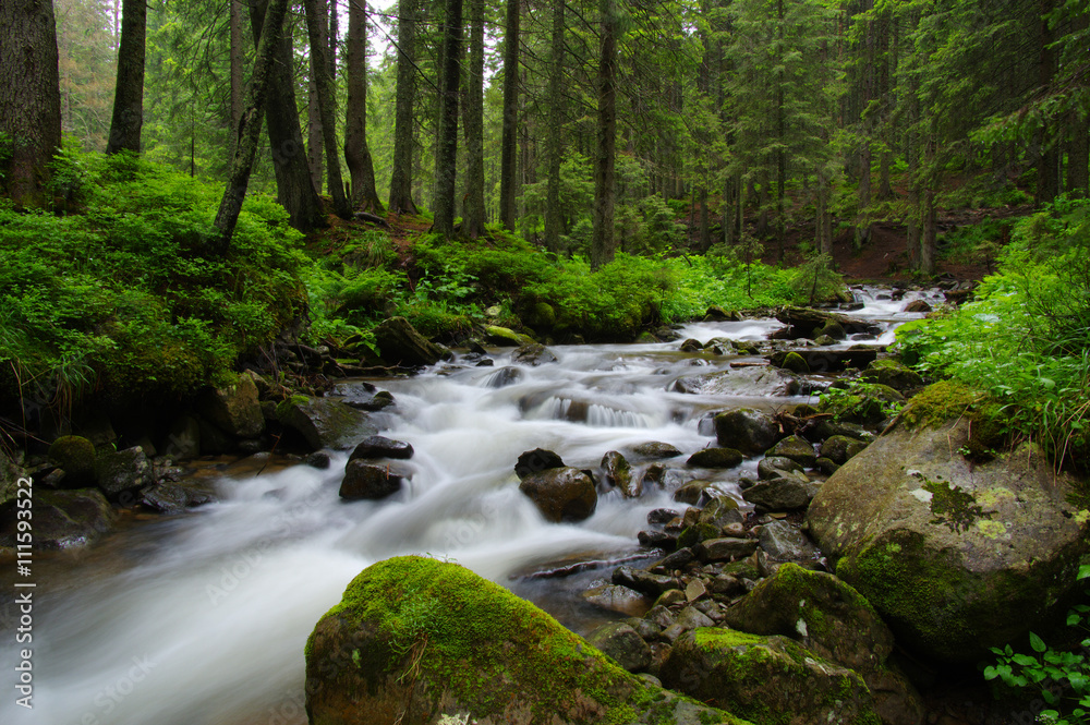 Mountain river in forest.