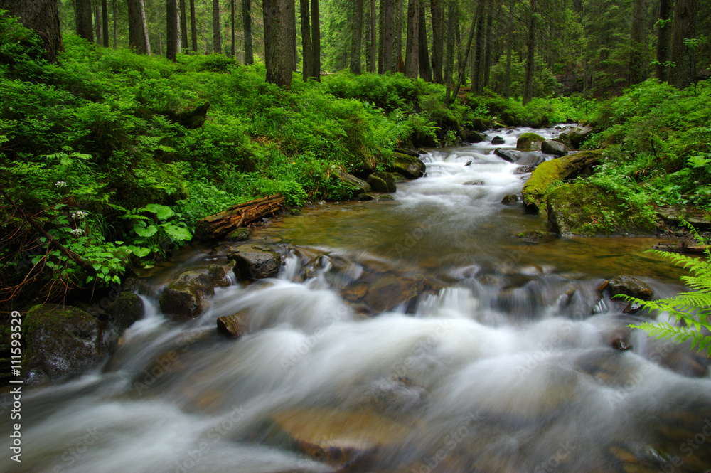 Mountain river in forest.