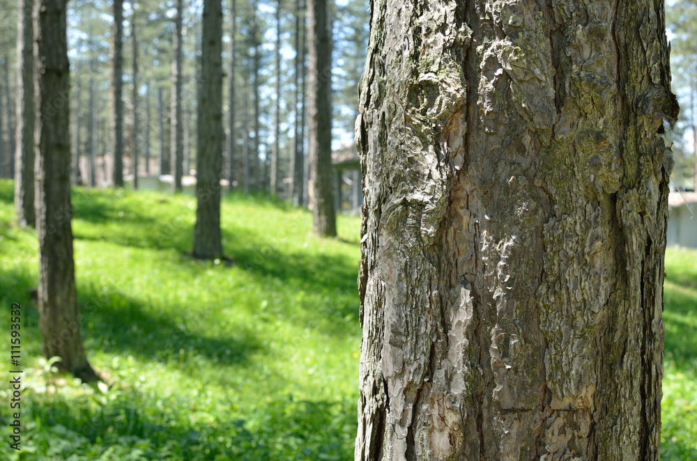 Close-up of tree trunk with coniferous forest in spring time in background Close-up of tree trunk with coniferous forest in spring time in background