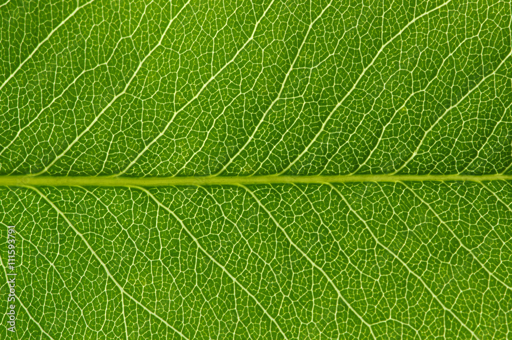 green leaf texture green leaf texture