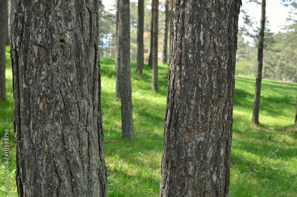 Obraz premium Mountain forest with high conifer trees in spring