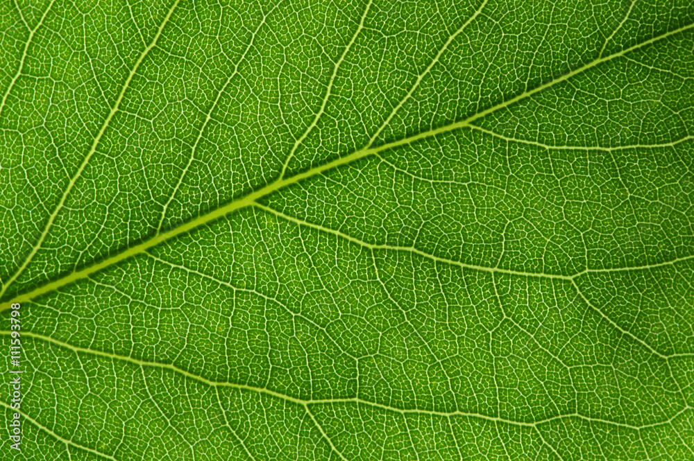 green leaf texture green leaf texture