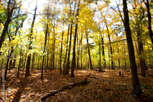 view of autumn trees.