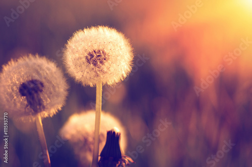 Dandelions in the sun