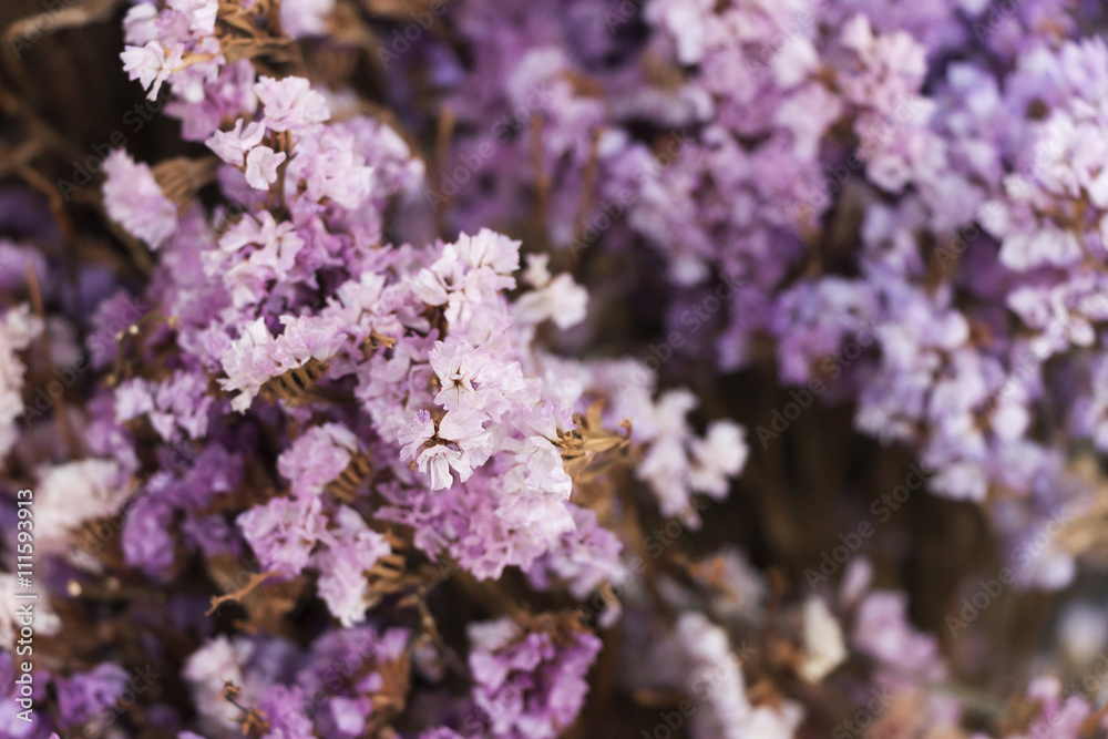 Obraz premium Dried flower