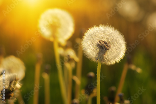 dandelions in the sun