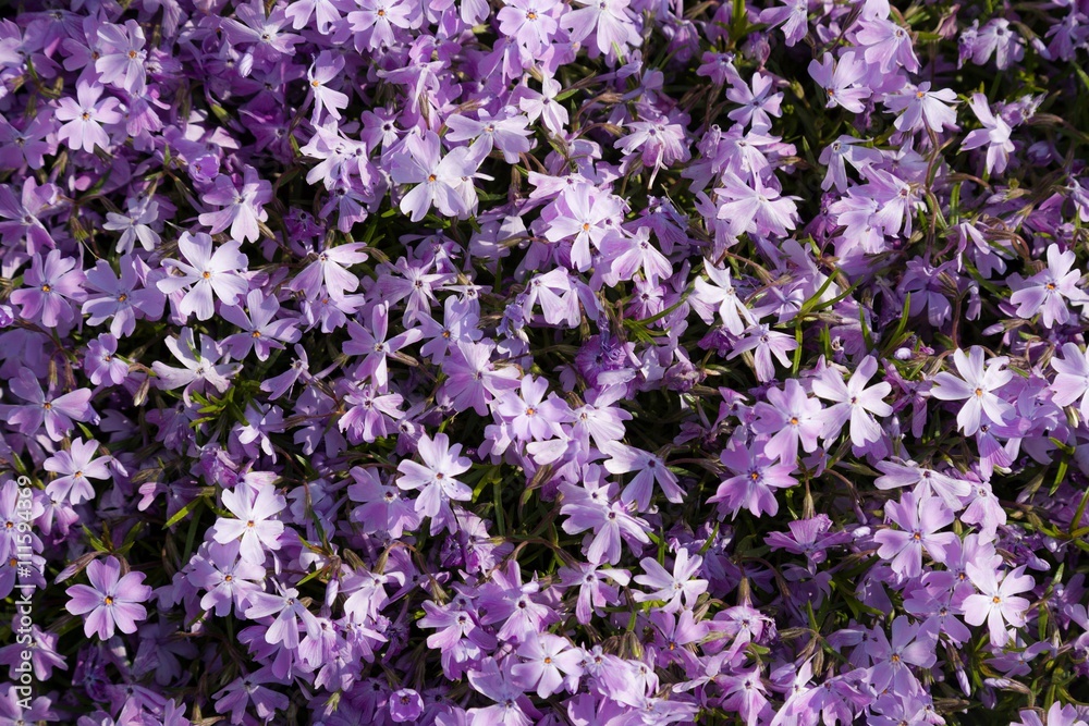 Obraz premium Lila Blumen