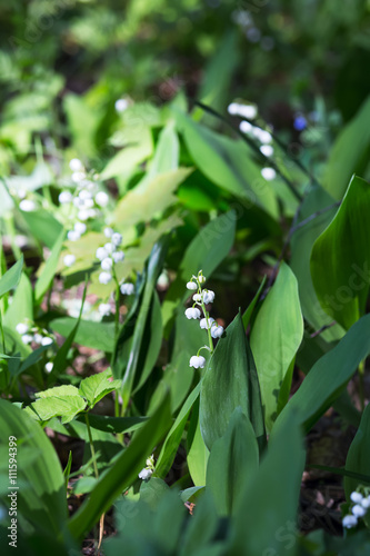 lily of the valley growing in the forest