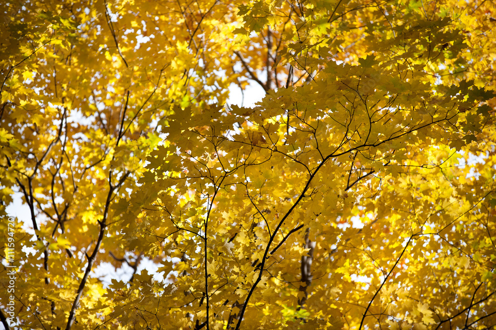 image of autumn leaves. image of autumn leaves.