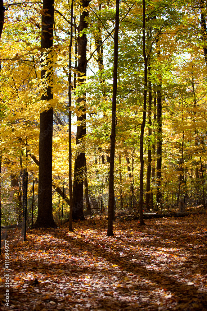 image of autumn trees.